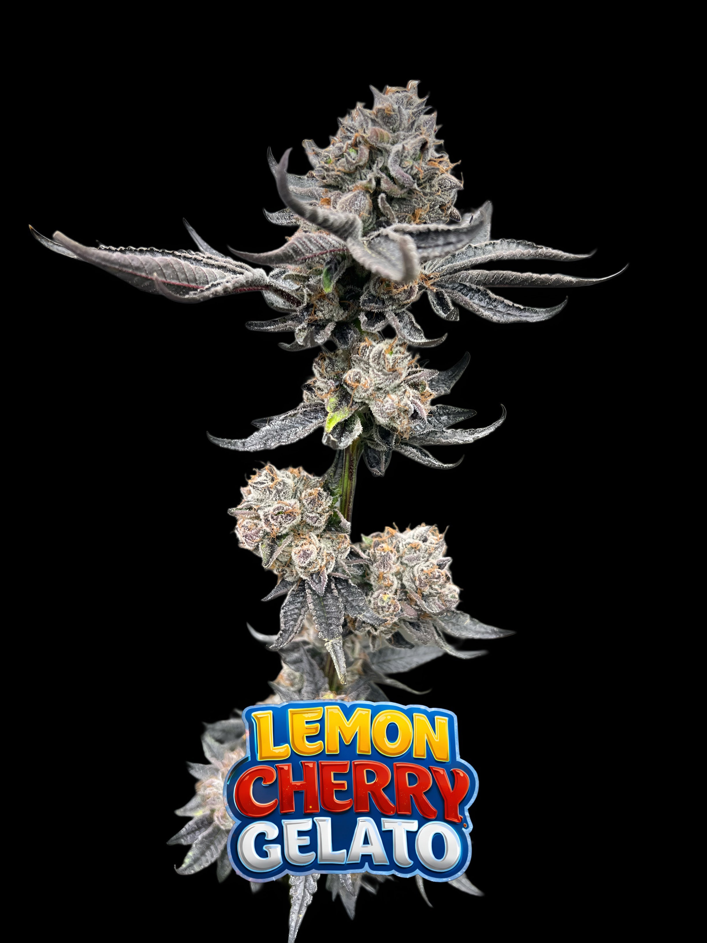 Lemon Cherry Gelato S1 (Feminized Seeds) — 12 Pack