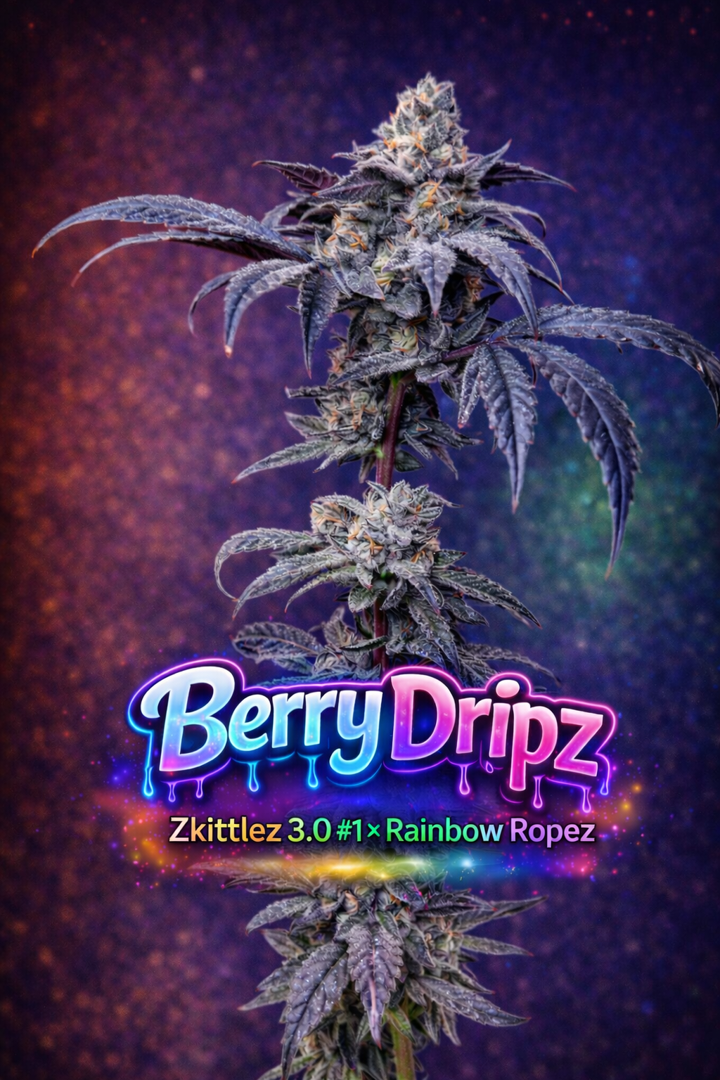 Berry Dripz (Feminized Seeds) — 12 Pack